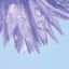 Ice-Fresh Roll-On With Cornflower