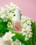 Solar Oil Jasmine Blossom 15ml