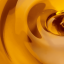 Calendula Oil