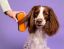 Pet Detangling Brush - Orange/Navy